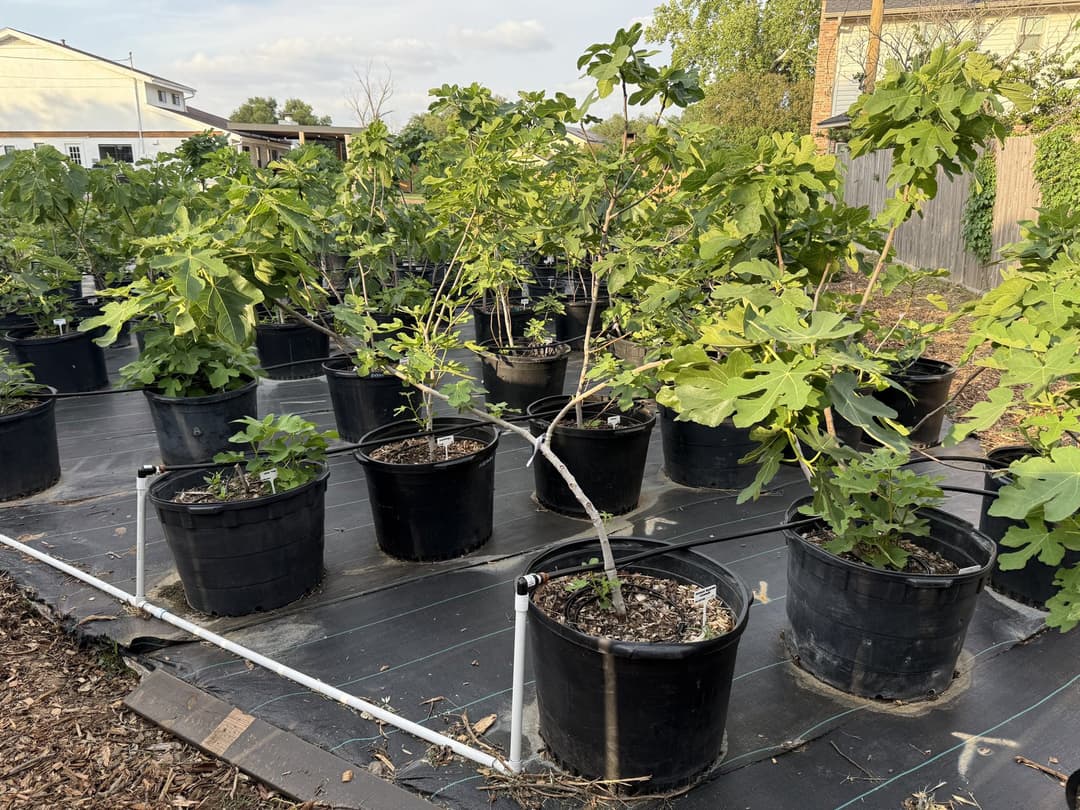 A backyard nursery with potted plants