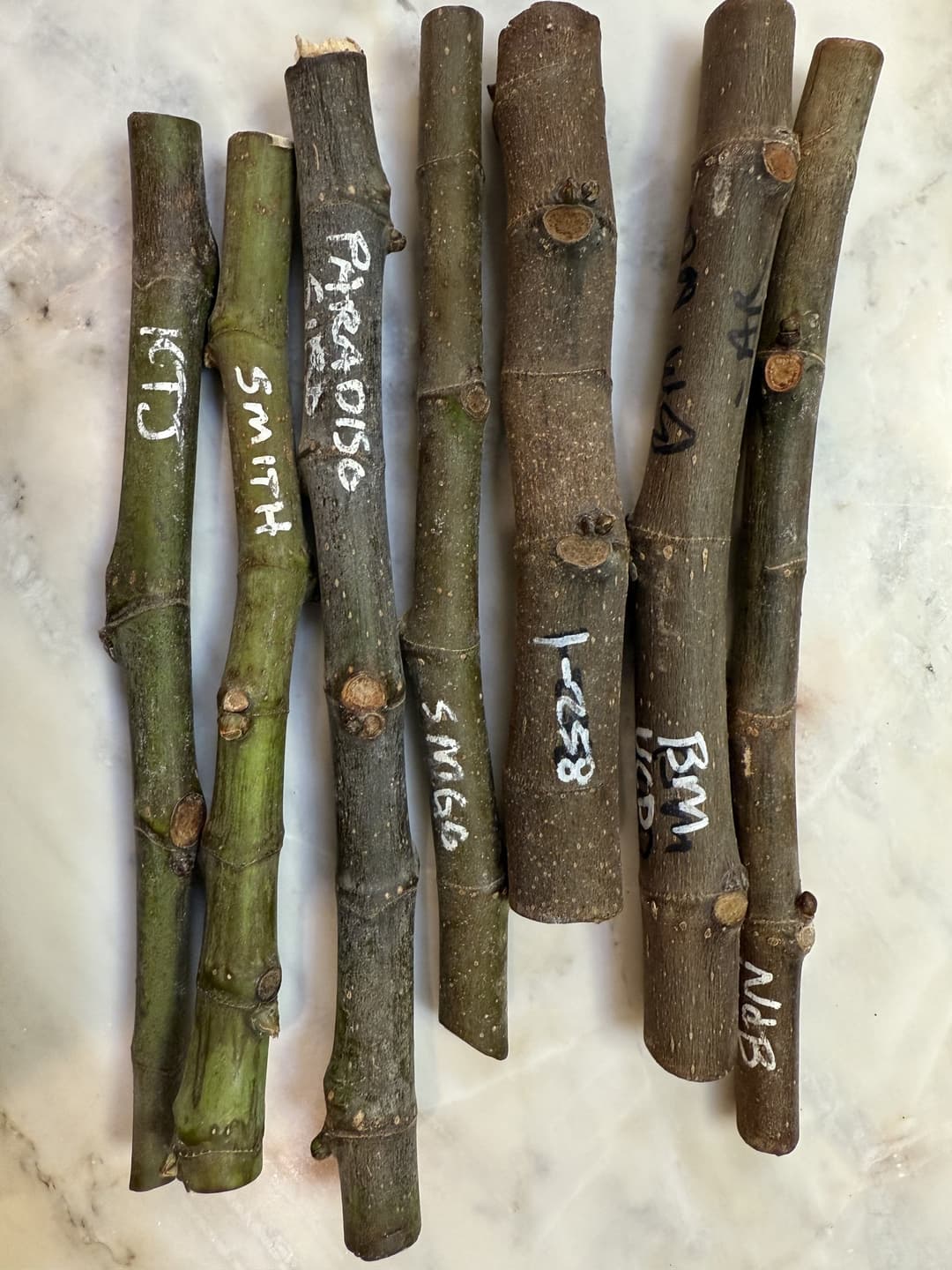 Fig cuttings ready for trading