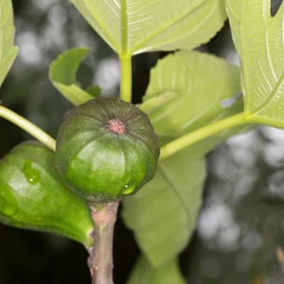 Amens Citron
