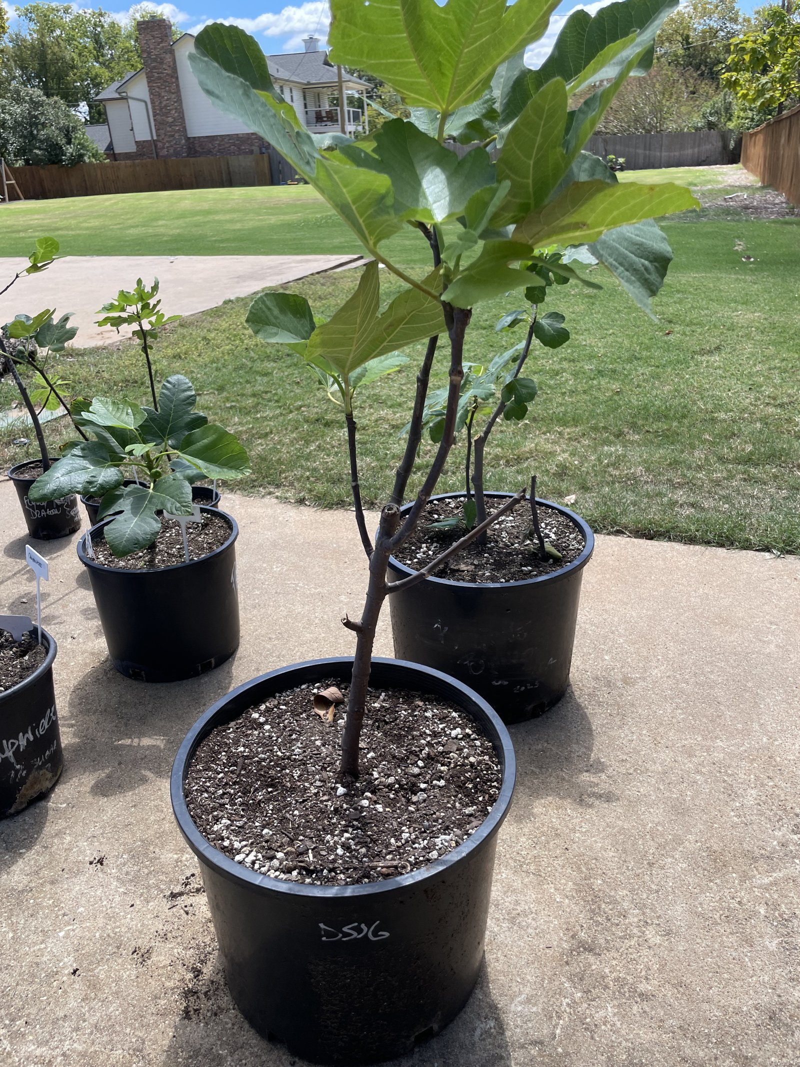 A growing fig collection